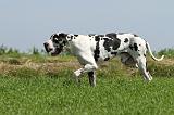 DOGUE ALLEMAND 099